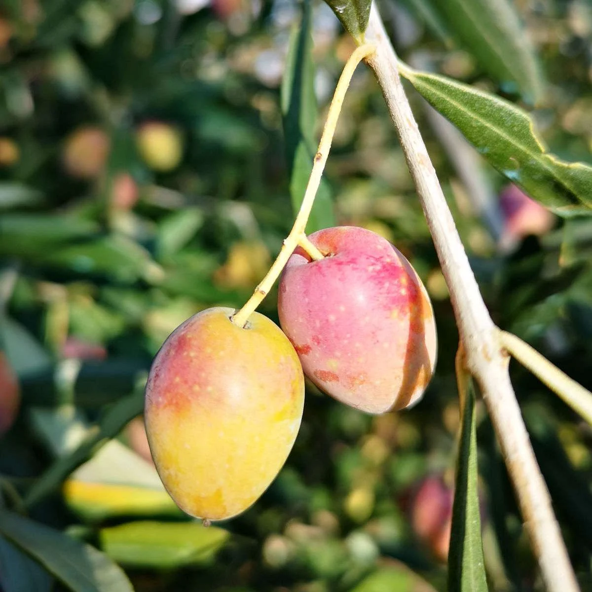 drupa-monocultivar-coratina